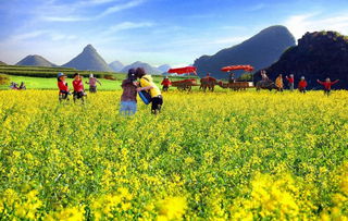 去哪兒 天津的油菜花已上線,長(zhǎng)得好看的人都去看了...
