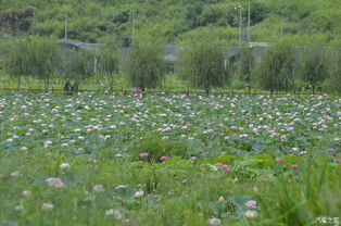 老驥伏櫪，志在千里——致我那默默奉獻(xiàn)的老款寶來(lái)